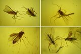 Eight Fossil Flies (Diptera) In Baltic Amber #200072-1